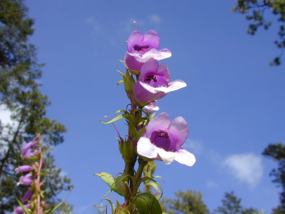 Plantaginaceae Penstemon 