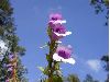 image of Penstemon 