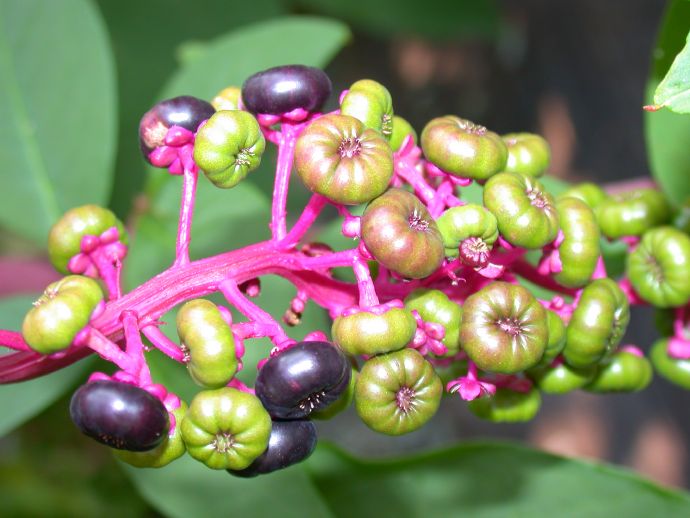 Phytolaccaceae Phytolacca americana