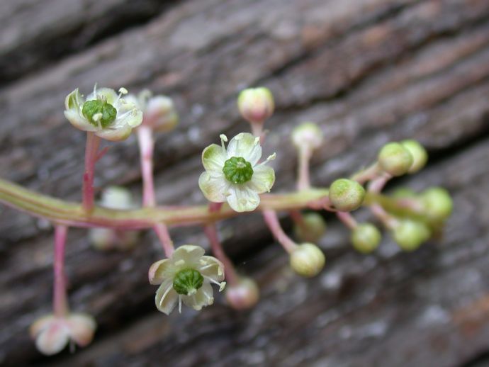 Phytolaccaceae Phytolacca americana