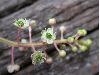 image of Phytolacca americana