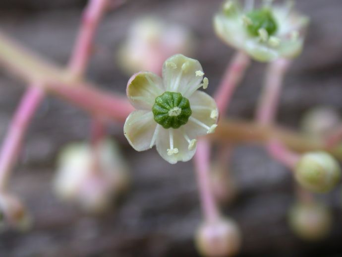 Phytolaccaceae Phytolacca americana