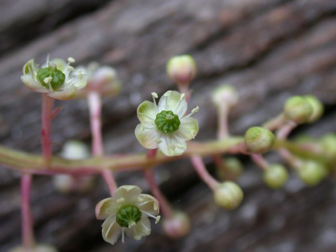 Phytolaccaceae Phytolacca americana
