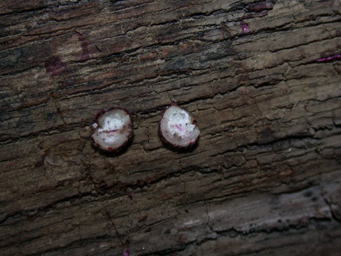 Phytolaccaceae Phytolacca americana