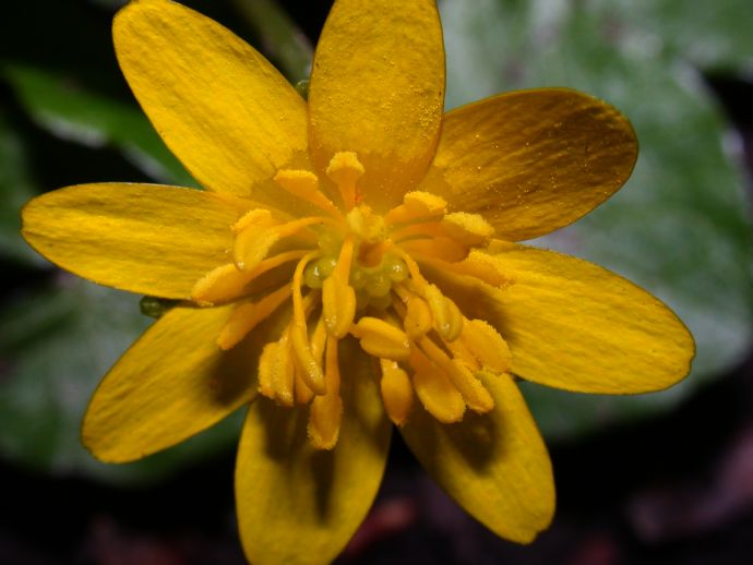 Ranunculaceae Ranunculus ficaria