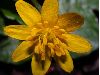image of Ranunculus ficaria