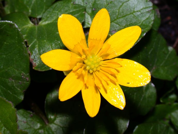 Ranunculaceae Ranunculus ficaria