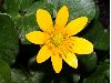image of Ranunculus ficaria
