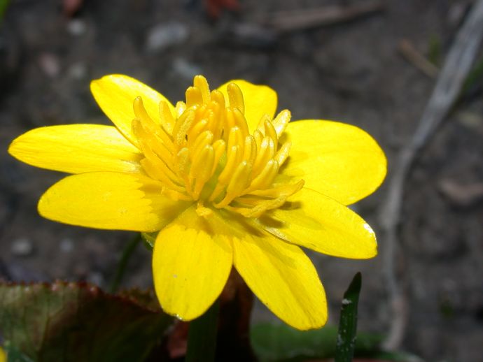 Ranunculaceae Ranunculus ficaria