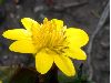 image of Ranunculus ficaria