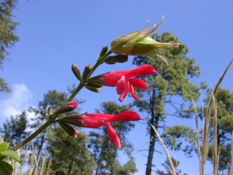 Lamiaceae Salvia 