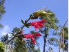 image of Salvia 
