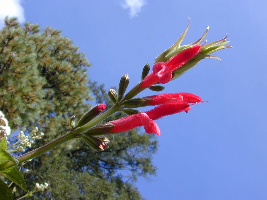 Lamiaceae Salvia 