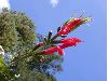image of Salvia 