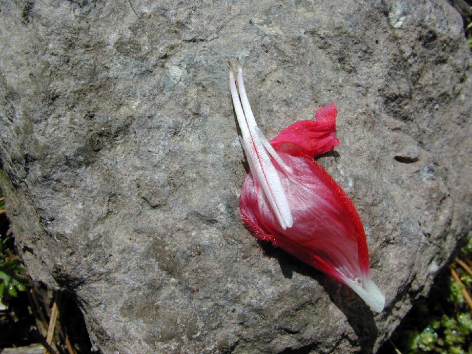 Lamiaceae Salvia 