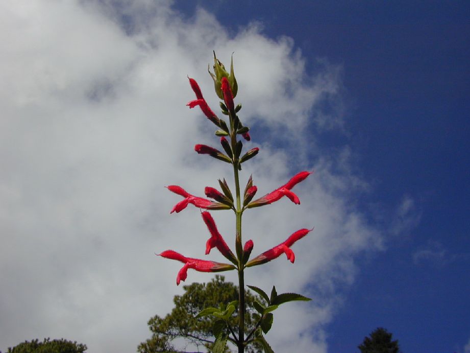 Lamiaceae Salvia 