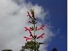 image of Salvia 
