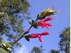 image of Salvia 