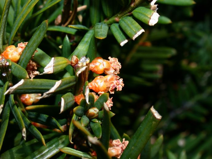 Taxaceae Taxus baccata