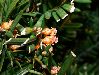 image of Taxus baccata