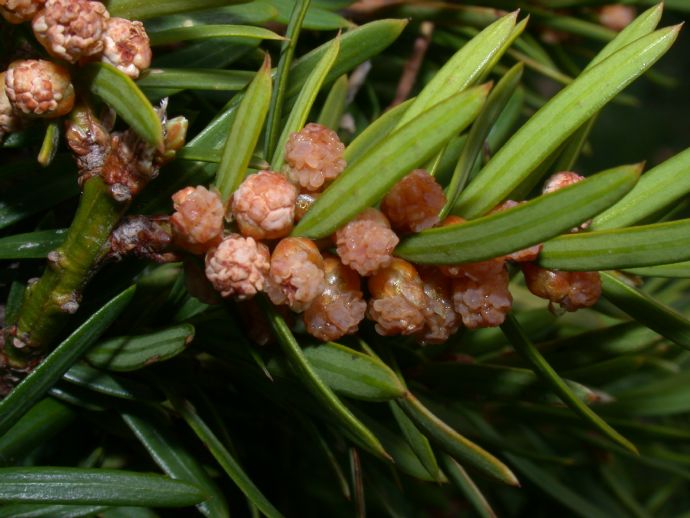 Taxaceae Taxus baccata