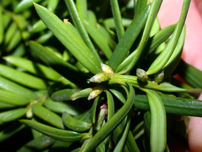 Taxaceae Taxus baccata