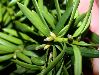 image of Taxus baccata