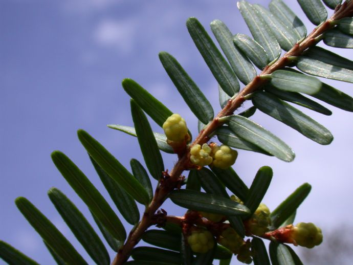 Pinaceae Tsuga canadensis