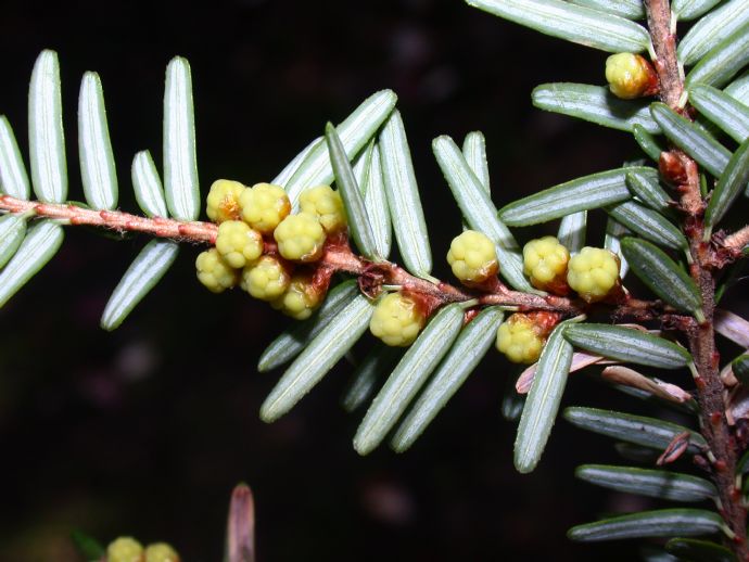 Pinaceae Tsuga canadensis