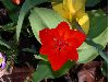 image of Tulipa 
