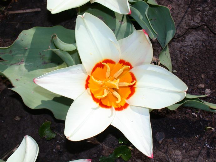 Liliaceae Tulipa 