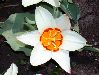 image of Tulipa 