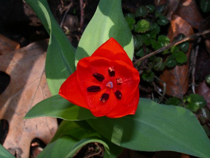 Liliaceae Tulipa 