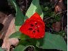 image of Tulipa 