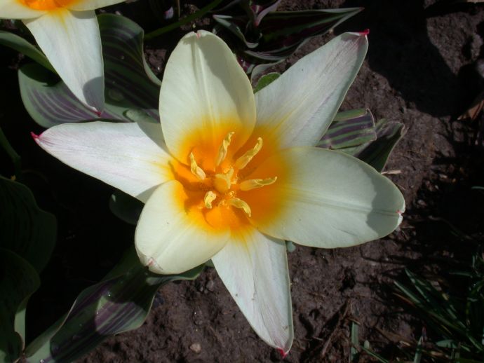 Liliaceae Tulipa 
