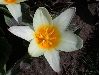 image of Tulipa 