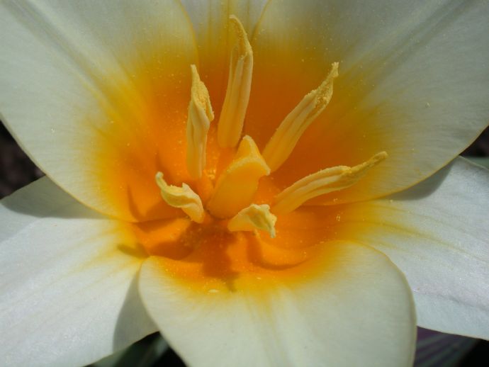 Liliaceae Tulipa 