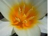 image of Tulipa 