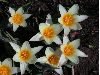 image of Tulipa 