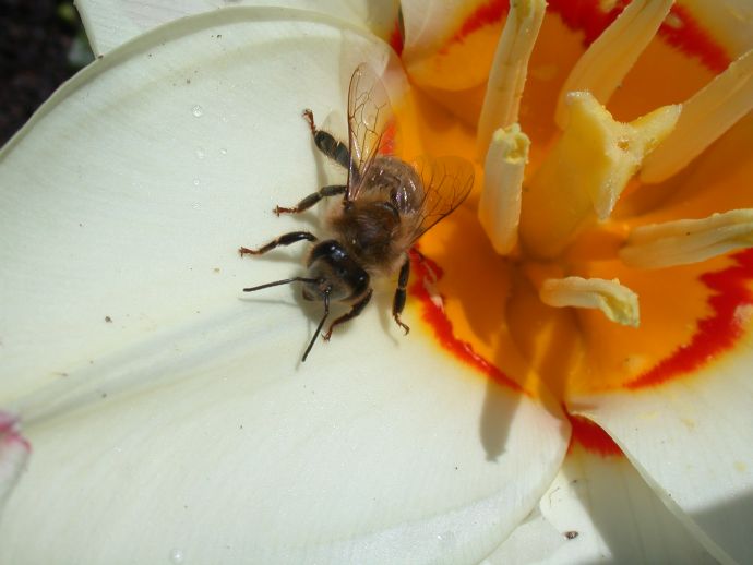 Apidae Apis mellifera