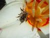 image of Apis mellifera