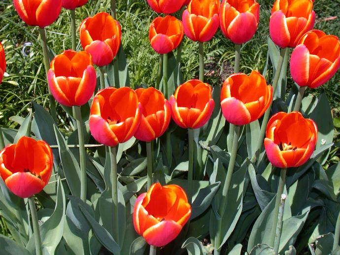 Liliaceae Tulipa 