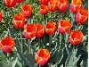 image of Tulipa 