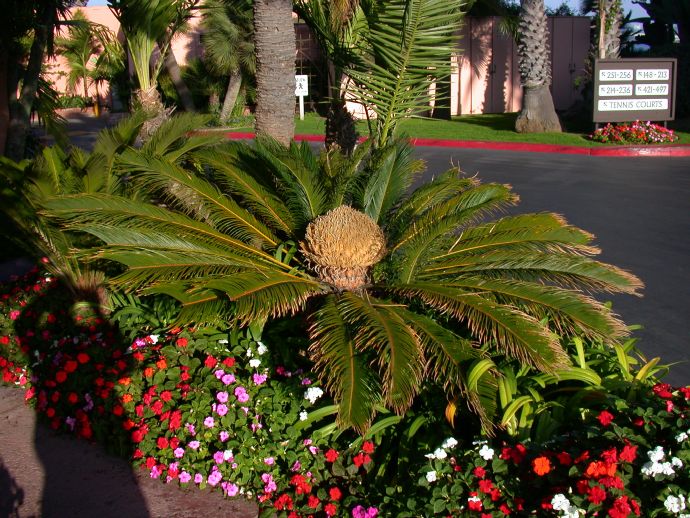 Cycadaceae Cycas revoluta