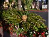 image of Cycas revoluta