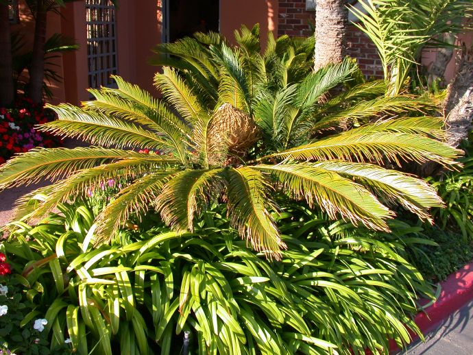 Cycadaceae Cycas revoluta
