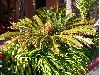image of Cycas revoluta