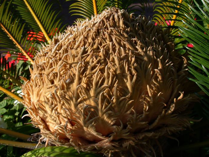 Cycadaceae Cycas revoluta
