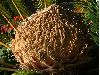 image of Cycas revoluta