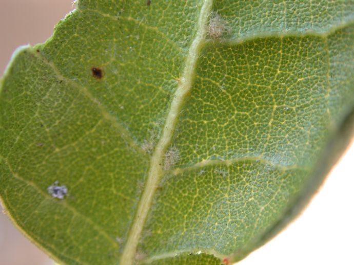 Fagaceae Quercus agrifolia